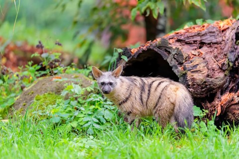 An aardwolf (Proteles cristatus) stands in a green meadow in front of a hollow rotting tree trunk.