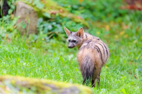 An aardwolf (Proteles cristatus) stands looking back in a green meadow behind a mossy rock at the