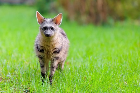 An aardwolf (Proteles cristatus) stands in a green meadow, looking at the camera. In the background