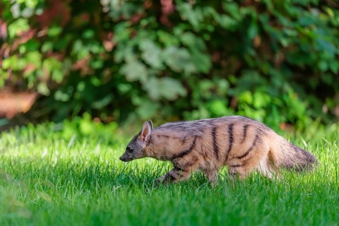 An aardwolf (Proteles cristatus) runs across a green meadow. In the background is green vegetation.