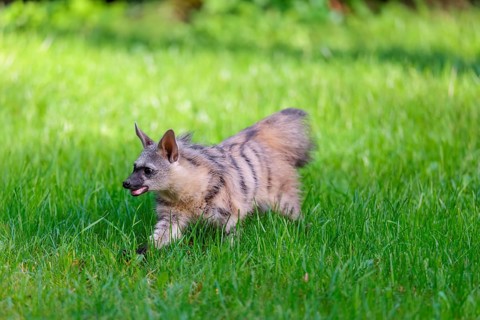 An aardwolf (Proteles cristatus) runs across a green meadow. In the background is green vegetation.