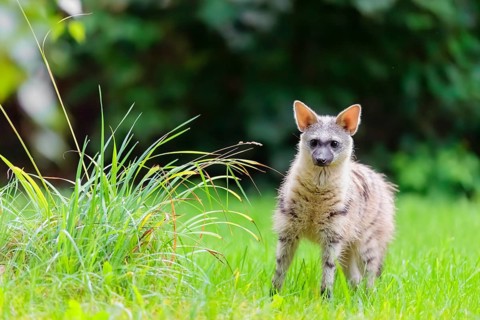 An aardwolf (Proteles cristatus) stands next to tall grass in a green meadow, looking at the camera