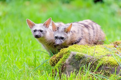 Two aardwolves (Proteles cristatus) search for food on a moss-covered rock in a green meadow in