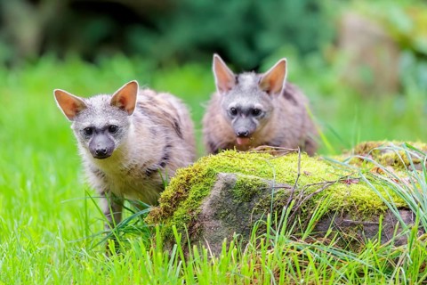 Two aardwolves (Proteles cristatus) search for food on a moss-covered rock in a green meadow in