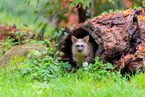 An aardwolf (Proteles cristatus) sits in a hollow, decaying tree trunk at the edge of the forest