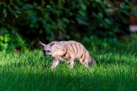 An aardwolf (Proteles cristatus) runs across a green meadow. In the background is green vegetation.