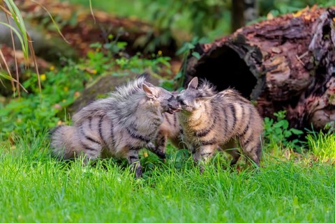 Two adult aardwolves (Proteles cristatus) fight on a green meadow at the edge of the forest. A