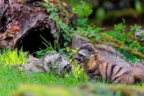 Two adult aardwolves (Proteles cristatus) fight on a green meadow at the edge of the forest. A