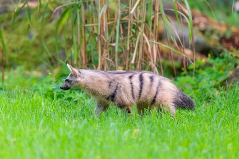 An aardwolf (Proteles cristatus) runs across a green meadow. In the background are rocks and green