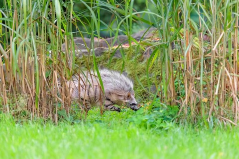 An aardwolf (Proteles cristatus) runs through dense vegetation. Captive