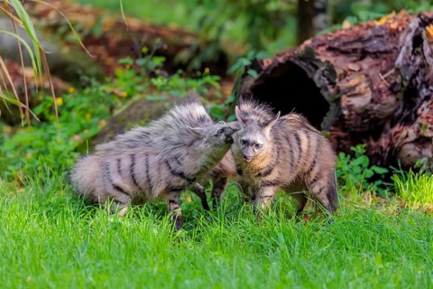 Two adult aardwolves (Proteles cristatus) fight on a green meadow at the edge of the forest. A