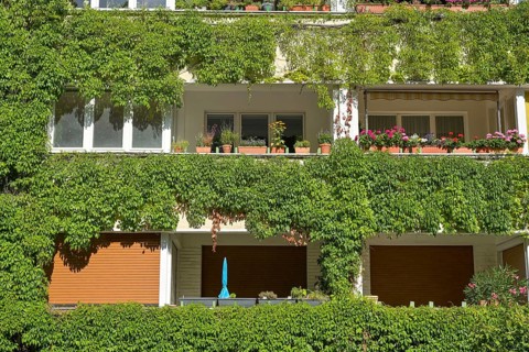 Façade greening, vine foliage, residential building, Freiherr-vom-Stein-Straße, Schöneberg,