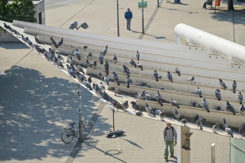 Pigeons, plague, roof of Lichtenberg railway station, Berlin, Germany