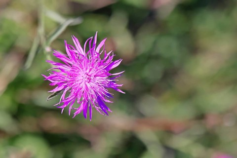 Meadow knapweed or common knapweed (Centaurea jacea), flower, Wilnsdorf, North Rhine-Westphalia,