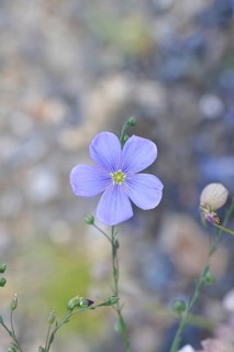 Flax (Linum usitatissimum), blue flower, medicinal plant, Wilnsdorf, North Rhine-Westphalia,