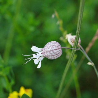 Pigeon's bedstraw or common bedstraw (Silene vulgaris), flower, Wilnsdorf, North Rhine-Westphalia,