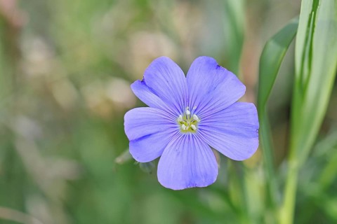 Flax (Linum usitatissimum), blue flower, medicinal plant, Wilnsdorf, North Rhine-Westphalia,