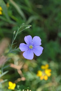 Flax (Linum usitatissimum), blue flower, medicinal plant, Wilnsdorf, North Rhine-Westphalia,