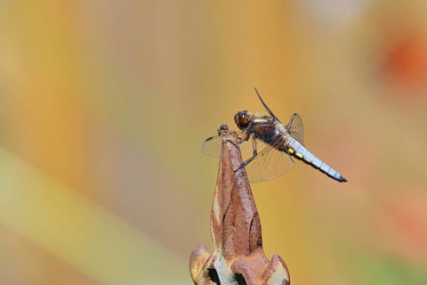 Flat-bellied dragonfly (Libellula depressa), male sitting on a fence top in the garden, close-up,