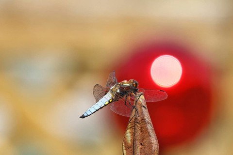 Flat-bellied dragonfly (Libellula depressa), male sitting on a fence top in the garden, sunset,