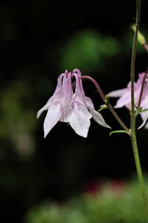 Columbine (Aquilegia vulgaris), pink flower at the edge of a forest, in spring, Wilnsdorf, North