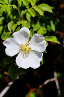 Dog rose (Rosa canina), wild rose, rose hip, blossom, Wilnsdorf, North Rhine-Westphalia, Germany