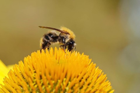 Field bumblebee (Bombus pascuorum), collecting nectar on a purple coneflower (Echinacea purpurea),