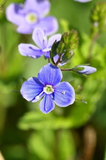 Gamander speedwell (Veronica chamaedrys), men's fritillary, flowers in a deciduous forest, blue
