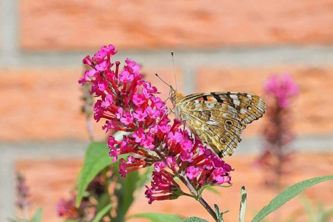 Thistle butterfly (Vanessa cardui) on a Buddleja davidii flower, wings closed, underside of wings,