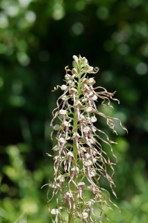 Goat's tongue (Himantoglossum hircinum), inflorescence with open white-purple flowers, in front of