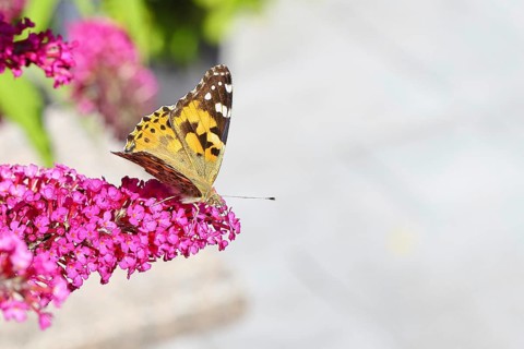 Thistle butterfly (Vanessa cardui) on a Buddleja davidii flower, Wilnsdorf, North Rhine-Westphalia,
