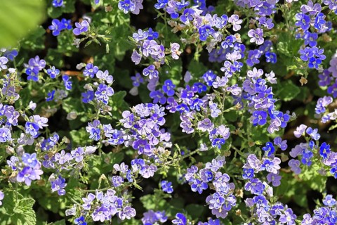 Gamander speedwell (Veronica chamaedrys), men's fritillary, flowers in a deciduous forest, blue