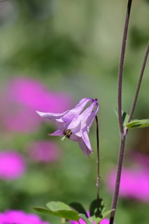 Columbine (Aquilegia vulgaris), pink flower at the edge of a forest, in spring, Wilnsdorf, North