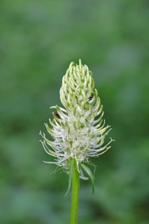 Spiked rampion (Phyteuma spicatum), greenish-white flowers in a forest clearing, Wilnsdorf, North
