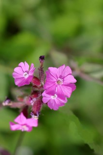 Red campion (Silene dioica), close-up of a flower in a meadow, Wilnsdorf, North Rhine-Westphalia,