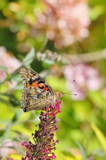 Thistle butterfly (Vanessa cardui) on a Buddleja davidii flower, wings closed, underside of wings,