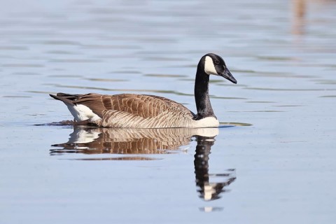 Canada goose (Branta canadensis), swimming on a lake, wildlife, birds, geese, nature reserve