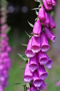 Common foxglove (Digitalis purpurea), flowers, close-up, from the plantain family, highly toxic,