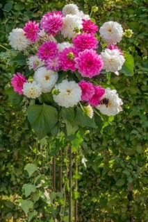 Flower arrangement of pink and white dahlias with green background in the garden, Münsterland,