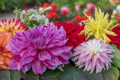 Dahlia arrangement (Dahlia) as decoration on a table, Münsterland, North Rhine-Westphalia, Germany