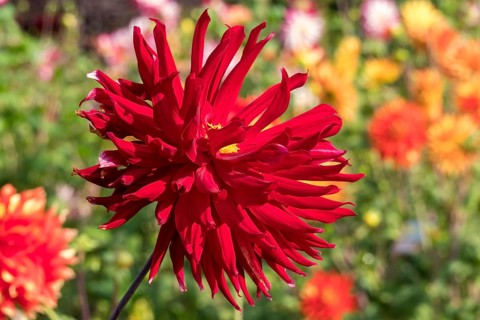 Red dahlia (Dahlia), cactus dahlia, Münsterland, North Rhine-Westphalia, Germany