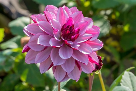 Dahlia (Dahlia), Creme de Cassis variety, Münsterland, North Rhine-Westphalia, Germany