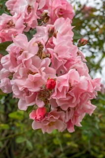 Close-up of pink rose blossoms with raindrops in the garden with lush foliage in the background,