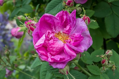 Rose (Rosa sp.) with raindrops, Münsterland, North Rhine-Westphalia, Germany