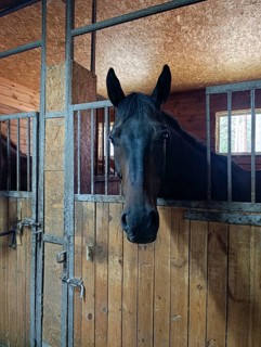 A black horse stands in a stall