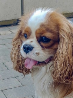 Cavalier King Charles Spaniel on a city street, close-up