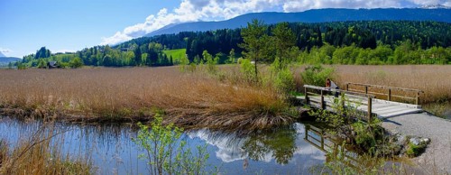 Slow Trail, reeds and springs at Lake Pressegger See, near Hermagor, Gailtal, Carinthia, Austria