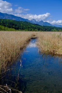 Slow Trail, reeds and springs at Lake Pressegger See, near Hermagor, Gailtal, Carinthia, Austria