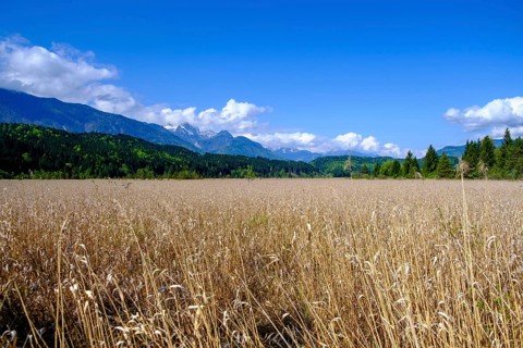 Slow Trail, reeds and springs at Lake Pressegger See, near Hermagor, Gailtal, Carinthia, Austria