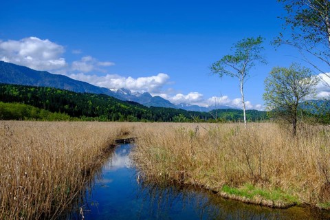 Slow Trail, reeds and springs at Lake Pressegger See, near Hermagor, Gailtal, Carinthia, Austria